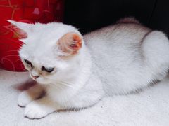 -猫色咖啡·猫咖