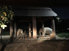 -清迈夜间动物园