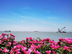 -上海滨江森林公园