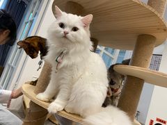 -楼上猫咖(罗湖店)