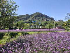 -密云玫瑰情园