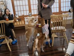 -豆柴町-柴犬主题狗咖(红鼎国际C座店)
