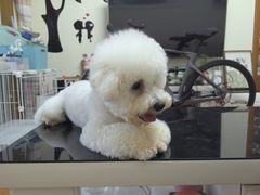 -翊宠yipet猫狗购宠庄园犬舍•猫舍