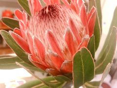 -又至园精品咖啡馆(将军塘店)