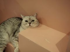 -猫儿山۰猫主题餐厅