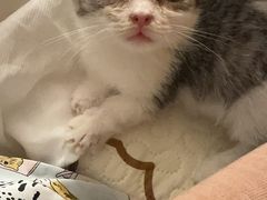 -瑞派福兴宠物医院犬猫全科·骨科·中西医结合(河东店)