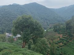 -西湖风景区十里琅珰-五云山