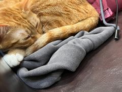 -楼上猫咖(罗湖店)