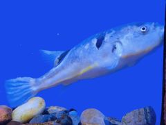 -上海海洋水族馆