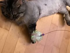 -猫大福·Fortune Cat猫舍(百子湾店)