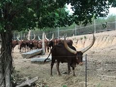 -清迈夜间动物园