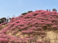 -新建村梅花