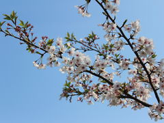 -高东镇樱花园
