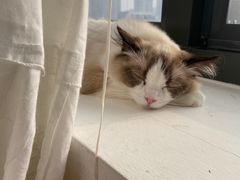 -猫腻·猫咖·撸猫馆(星光大道店)