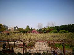 -嘉定紫藤园
