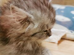 -屋虎猫馆(宝安大仟里店)