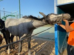 -上海崇明金茂凯悦酒店