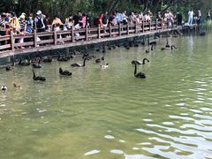 -五缘湾湿地公园