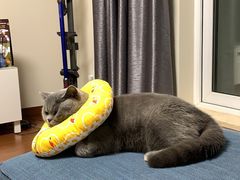 -宠爱国际动物医院· 猫科· 外科·中兽医(长白店)