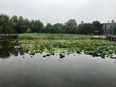 -望湖公园