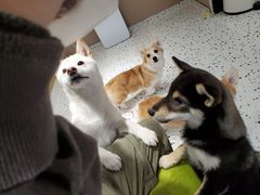-米宠家·撸猫猫咖小萌宠·猫咪洗澡·猫咪寄养(高新大都荟店)