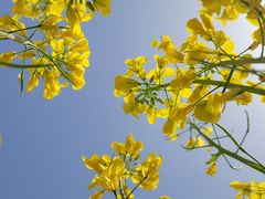 -汉长安城未央宫国家考古遗址公园