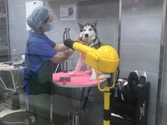 -宠福鑫康馨动物医院·骨科·眼科