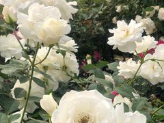 -人民公园(罗湖区)