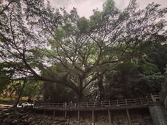 -广州市石门国家森林公园