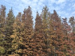 -艾溪湖湿地公园