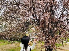 -武汉大学-樱园