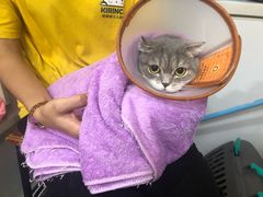 -十年猫舍·猫咪专门店(普陀店)