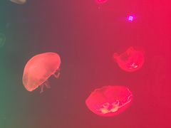 -福州罗源湾海洋世界旅游区