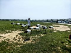 -盐城丹顶鹤湿地生态旅游区