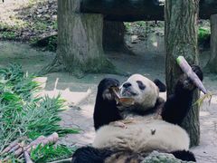 -都江堰中华大熊猫苑