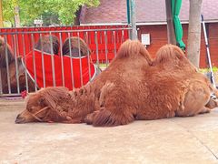 -合肥野生动物园