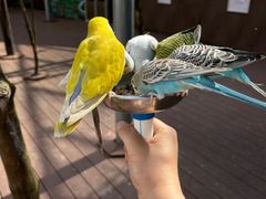 -燕塞湖鸟语林景区