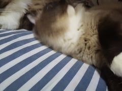 -佳雯宠物医院·皮肤科·内外科(春晓路分院)