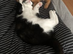 -北京观赏动物医院·24小时大型综合·猫专科·异宠专科