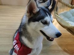-Husky Go! 哈士奇体验馆·宠物咖啡厅狗咖