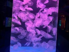 -左海海底世界