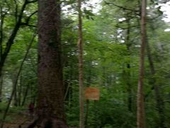 -五营红松林海景区