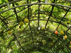 -Ohkajhu Organic Farm Sansai