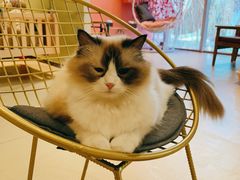 -藏猫猫咖啡主题馆(中央大道店)