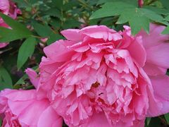 -哈尔滨文化公园