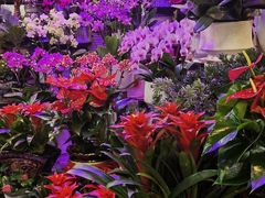 -大自然花鸟鱼虫市场