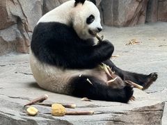 -昆明动物园