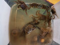 -吴淞炮台湾湿地森林公园烧烤区