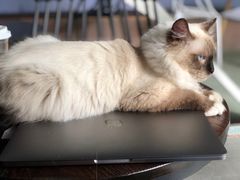 -喵屿·大理花园猫咖