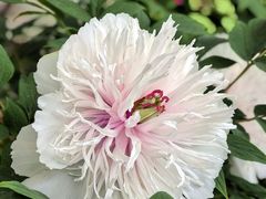 -洛阳市隋唐城遗址植物园